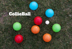 CollieBall Tricks and Tips to Keep Your Dog Engaged
