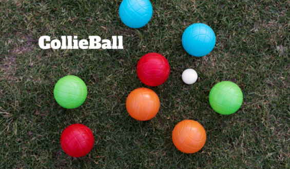 CollieBall Tricks and Tips to Keep Your Dog Engaged